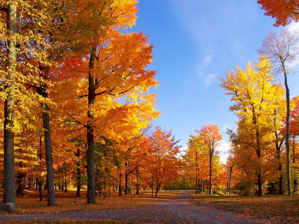 beatiful autumn trees